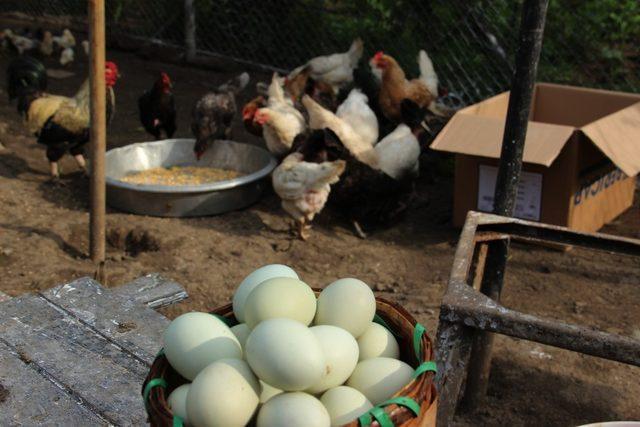 Fiyatlar uçtu, tavuklar altın yumurtlamaya başladı