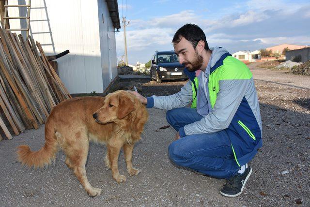 Ördek yedikleri iddiasıyla 2 köpek av tüfeğiyle öldürüldü