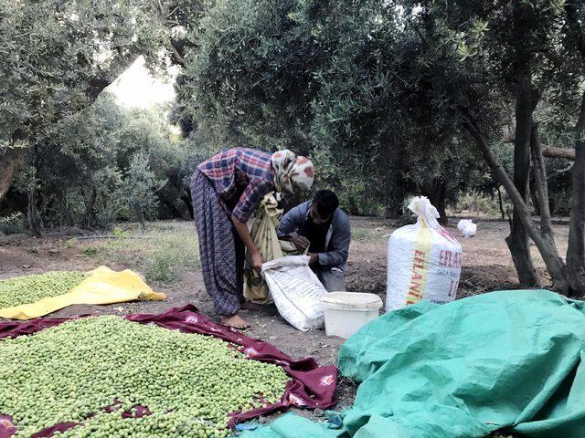 Derik te erken zeytin hasadı 1