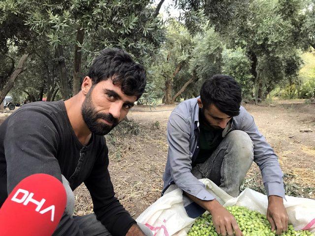 Derik te erken zeytin hasadı 2