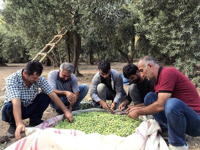 Derik te erken zeytin hasadı 3