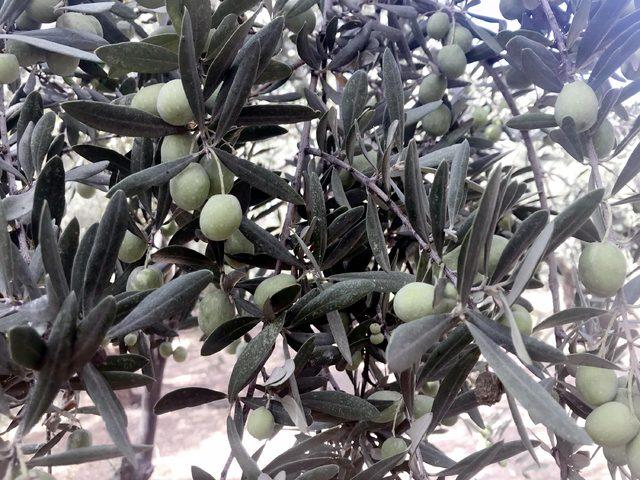 Derik te erken zeytin hasadı 4