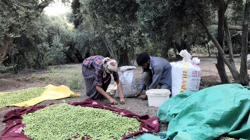 Derik'te erken zeytin hasadı