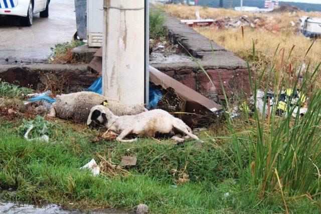 Trafo altında otlayan koyunlar akıma kapılarak telef oldu