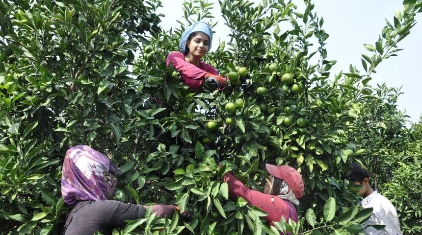 Mandalina da erken olgunlaştı