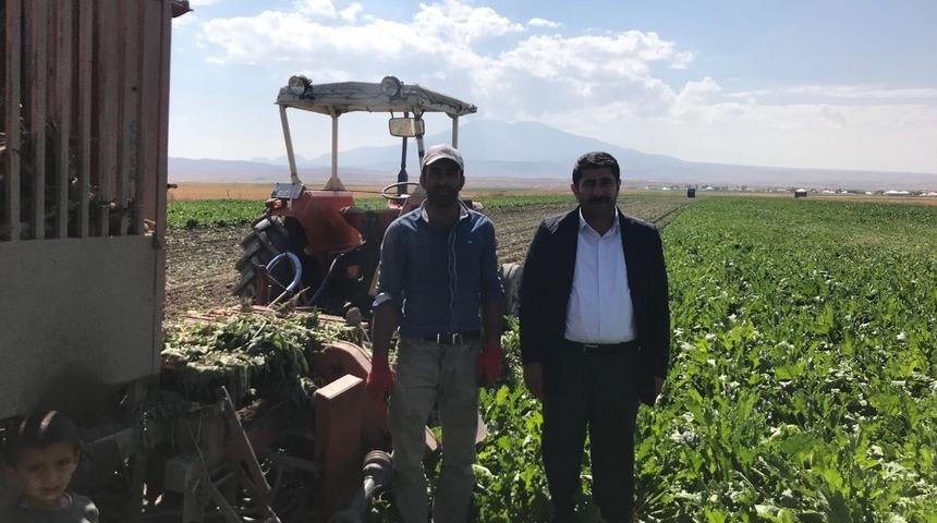 Patnos’ta Şeker Pancarı hasadı başladı