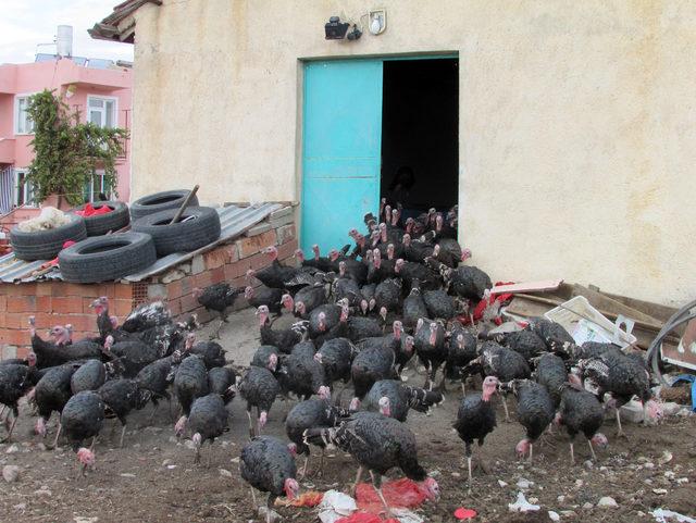 Hem okula gidiyor hem de dedesiyle hindi güdüyor