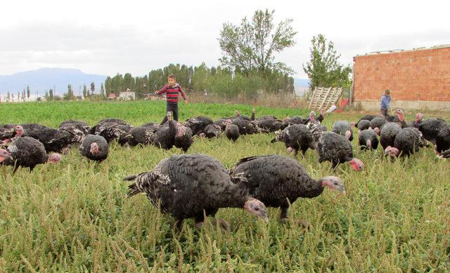 Hem okula gidiyor hem de dedesiyle hindi güdüyor