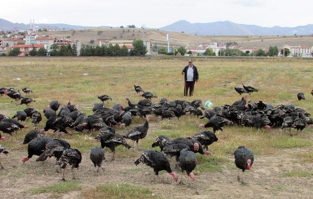 Hem okula gidiyor hem de dedesiyle hindi güdüyor