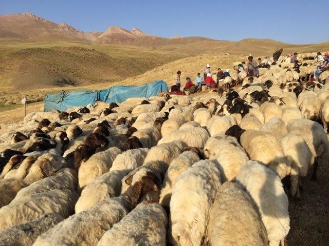 Van’da ‘Norduz Koyunu Araştırma Merkezi’ kuruldu