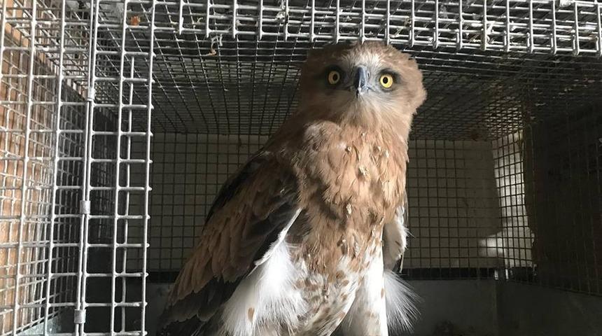 Yaban hayvanlar Kars’ta şifa buluyor