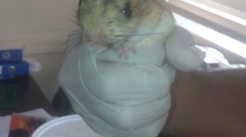 Yaralı Arap tavşanı tedavi altına alındı