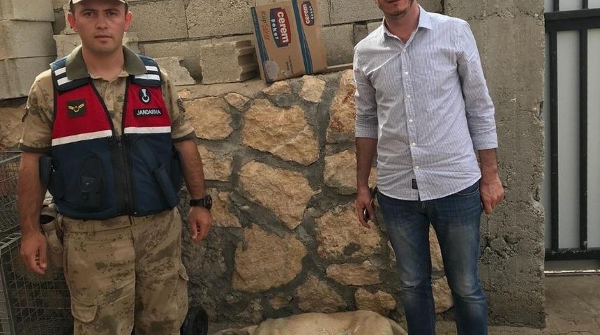 Jandarma ekipleri yaralı köpeği yaşatmak için seferber oldu