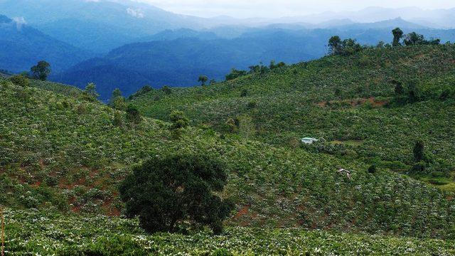 Arabica Etiyopya'daki orijinal kahve ağaçlarından gelen bir tür. Robusto ise farklı kahve harmanlarında ve hazır granül kahvelerde bulunuyor.