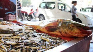 Yeşilırmak'ta 2 metrelik yayın balığı yakalandı