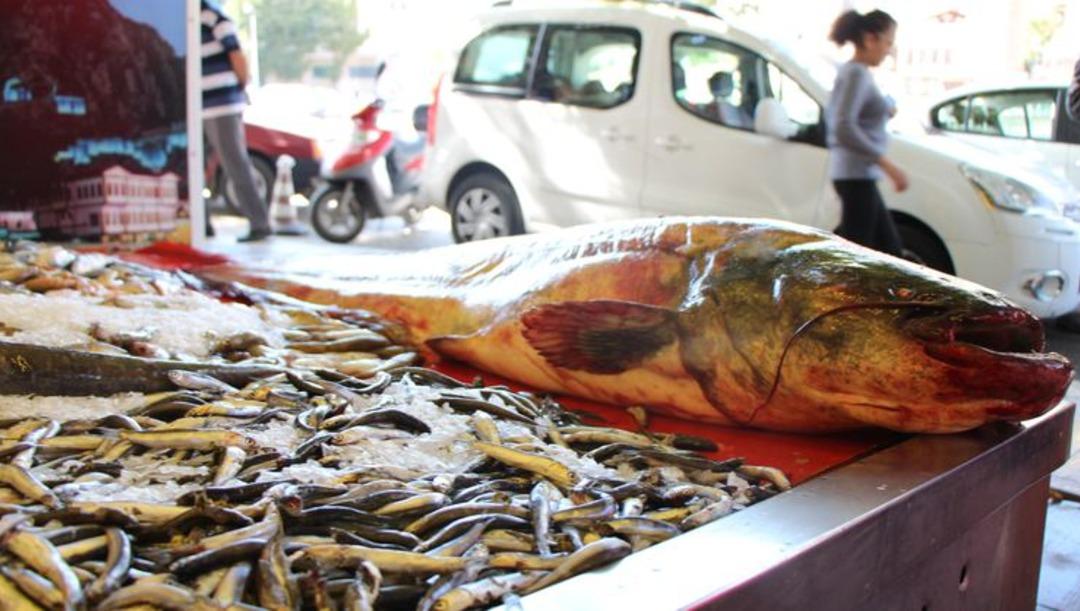 Yeşilırmak'ta 2 metrelik yayın balığı yakalandı