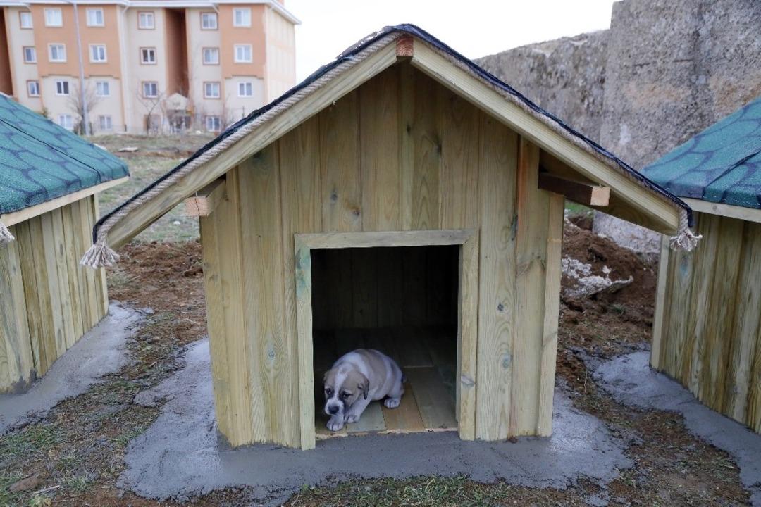 Sokaktaki can dostlar unutulmadı