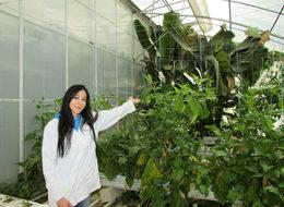 Sandıklı'da termal serada muz yetiştirdiler