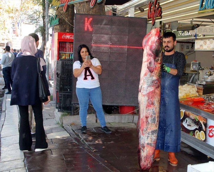 Yeşilırmak'ta 2 metrelik yayın balığı yakalandı G2