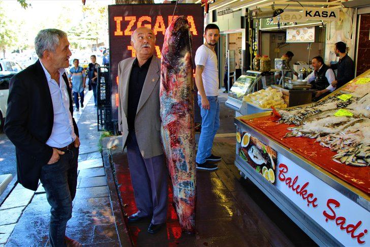 Yeşilırmak'ta 2 metrelik yayın balığı yakalandı G3