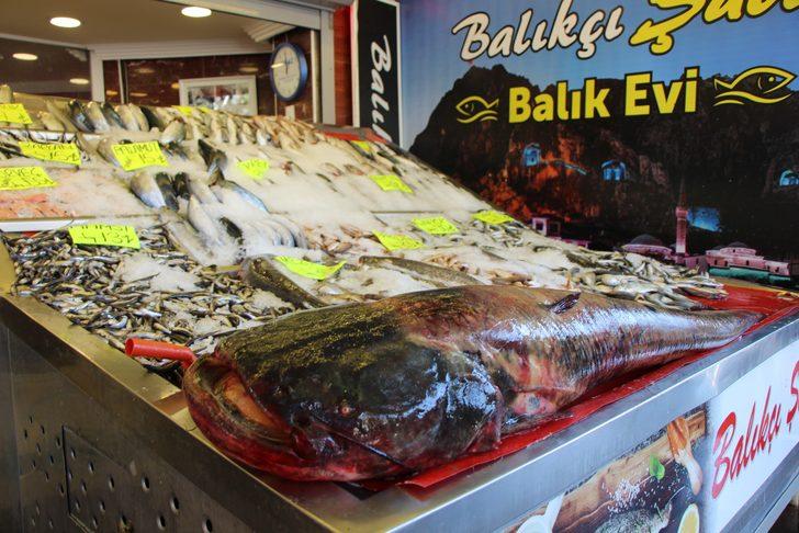 Yeşilırmak'ta 2 metrelik yayın balığı yakalandı G4