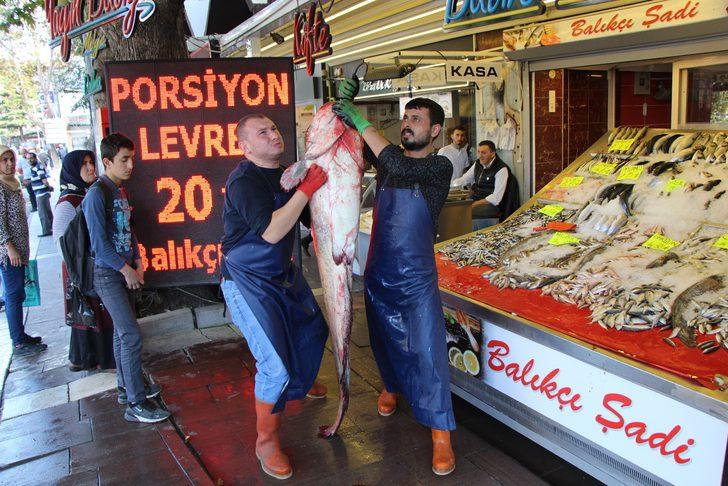 Yeşilırmak'ta 2 metrelik yayın balığı yakalandı G5