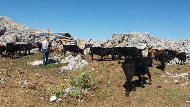 Antalya yerli kara sığır sayısı arttırılacak