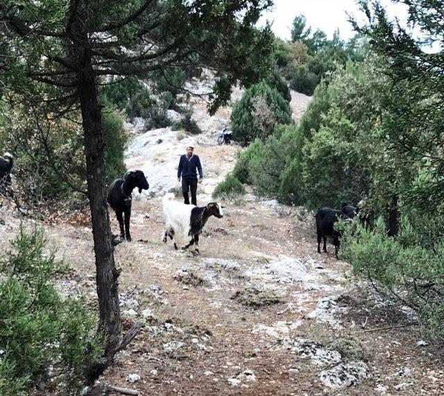 Mağarada mahsur kalan keçileri AFAD kurtardı