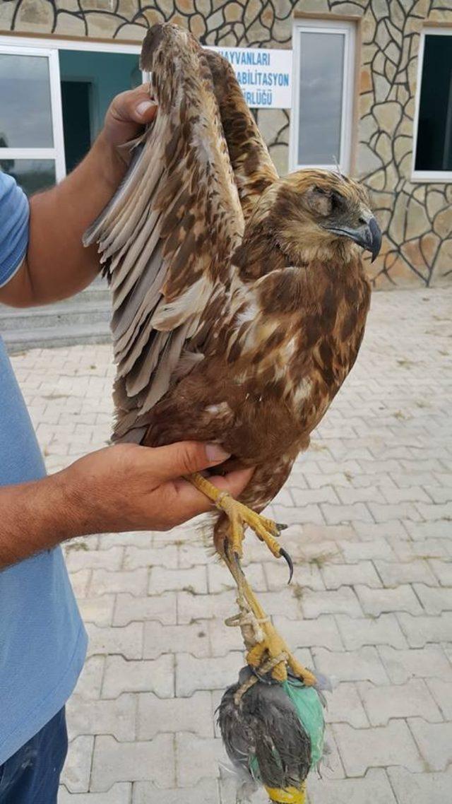 Yaralı şahin tedavi altına alındı