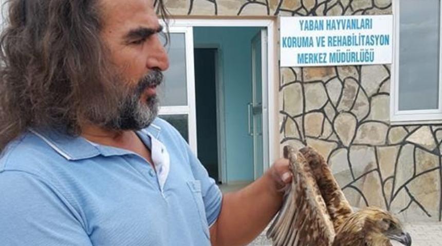 Yaralı şahin tedavi altına alındı