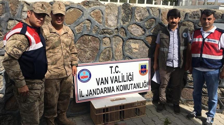 Kafes avcılığı yapan şahsa 3 bin 544 TL idari para cezası kesildi