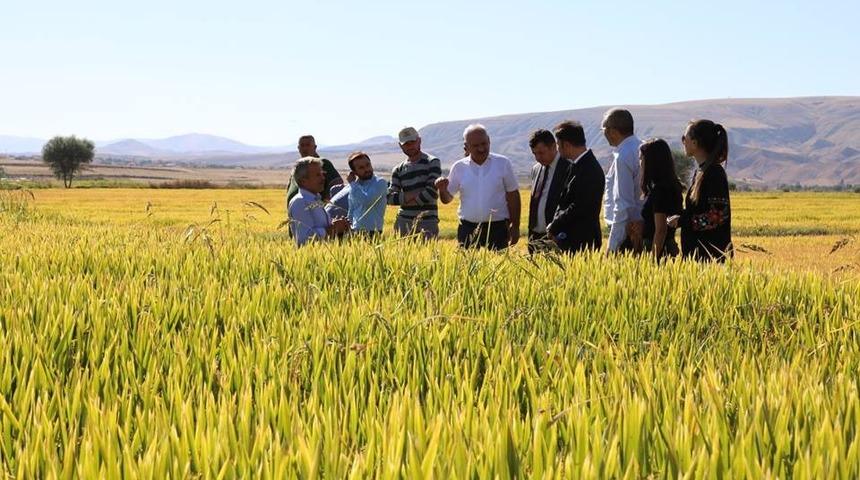 &Ccedil;eltik rekoltesi &ccedil;ift&ccedil;inin y&uuml;z&uuml;n&uuml; g&uuml;ld&uuml;rd&uuml;