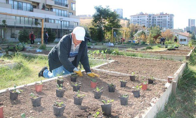 Sonbaharın ilk fideleri toprakla buluştu