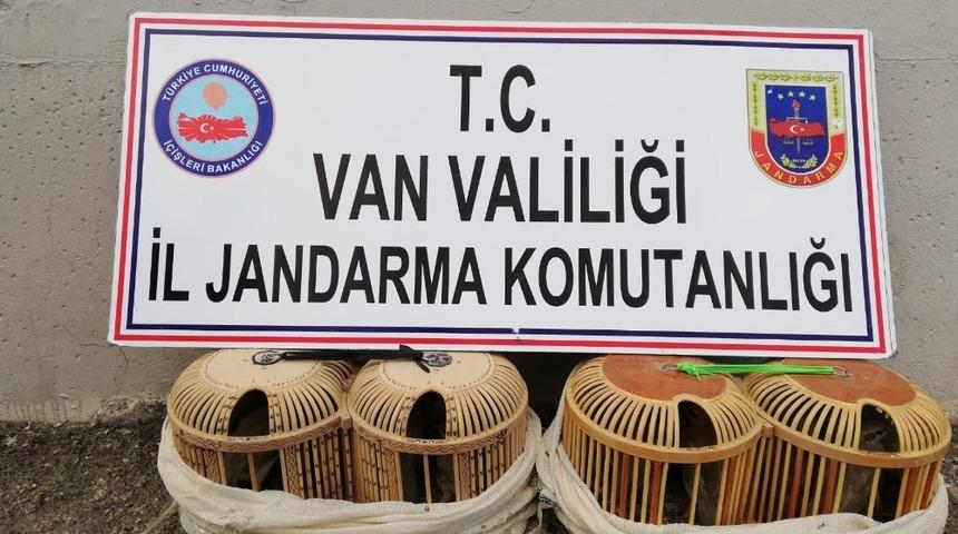 Van&rsquo;da 152 keklik doğaya bırakıldı