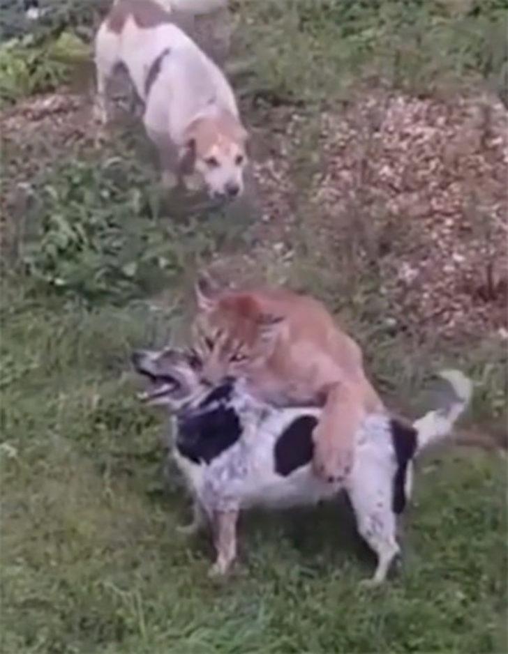 Zengin eğlencesi can alıyordu! Evde beslediği puma kaçtı, tam 8 dakika boyunca... G4