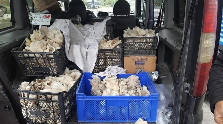 İstiridye mantarı &uuml;retimi sevindiriyor