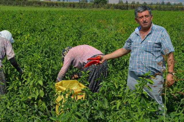 Taze fasulye tarlada 3 lira