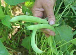 Taze fasulye tarlada 3 lira