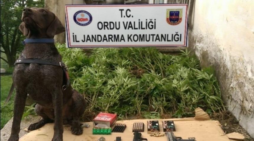 Ordu&rsquo;da uyuşturucu operasyonu: 6 g&ouml;zaltı