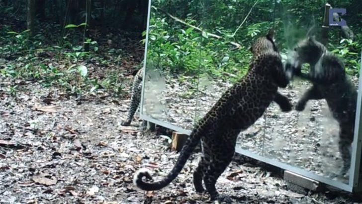 Hayvanlar aynayı görünce bakın ne yaptı G4