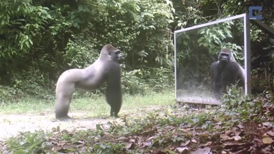 Hayvanlar aynayı g&ouml;r&uuml;nce bakın ne yaptı