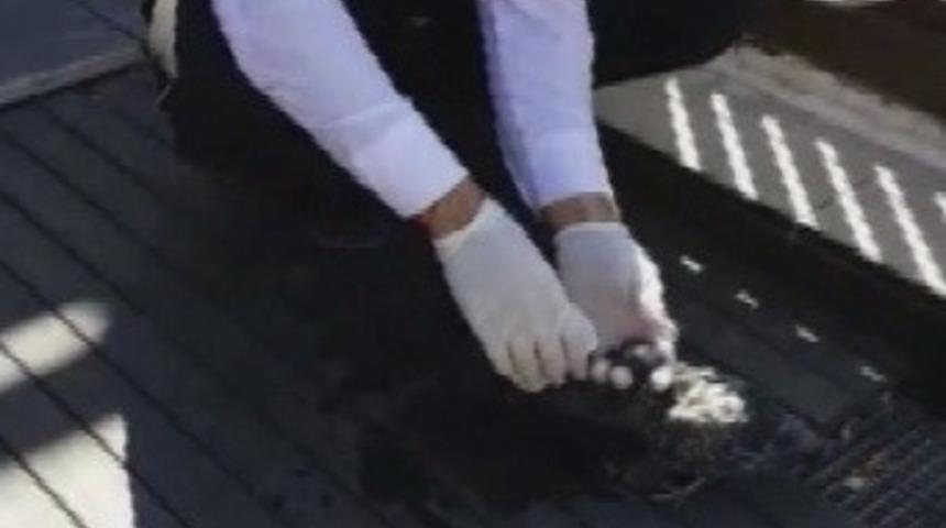 G&ouml;zleri g&ouml;rmeyen yavru g&uuml;vercine otel &ccedil;alışanları sahip &ccedil;ıktı