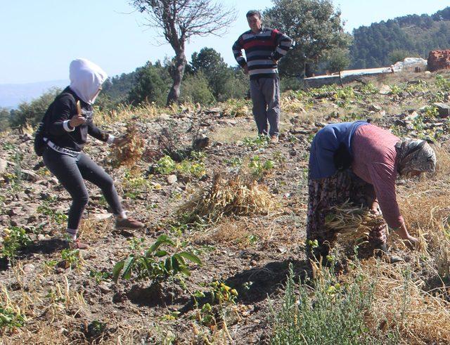 Tarım merakı bankacıyı organik fasulye üreticisi yaptı