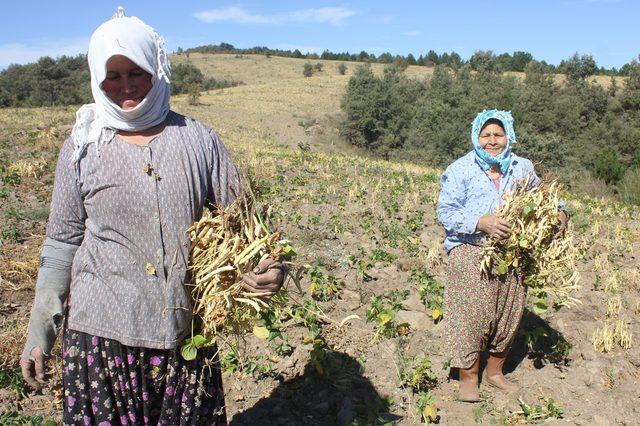 Tarım merakı bankacıyı organik fasulye üreticisi yaptı