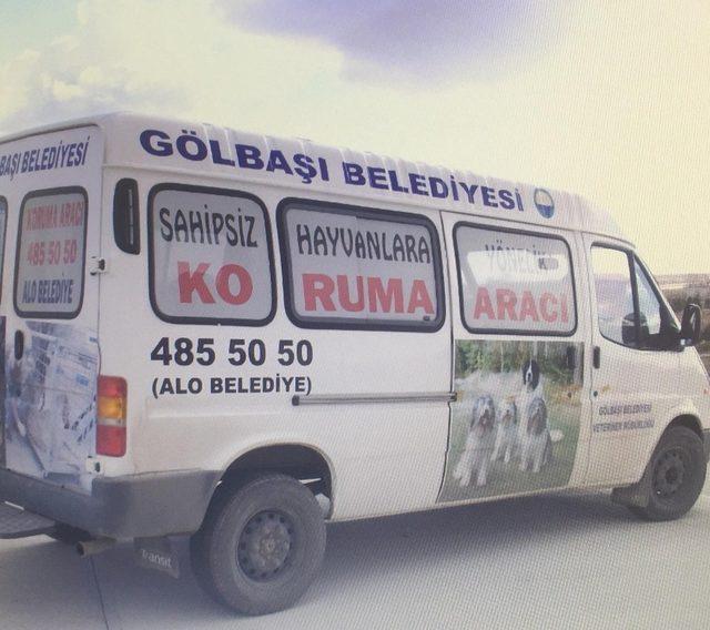 Gölbaşı Belediyesi sokak hayvanlarına sahip çıkıyor