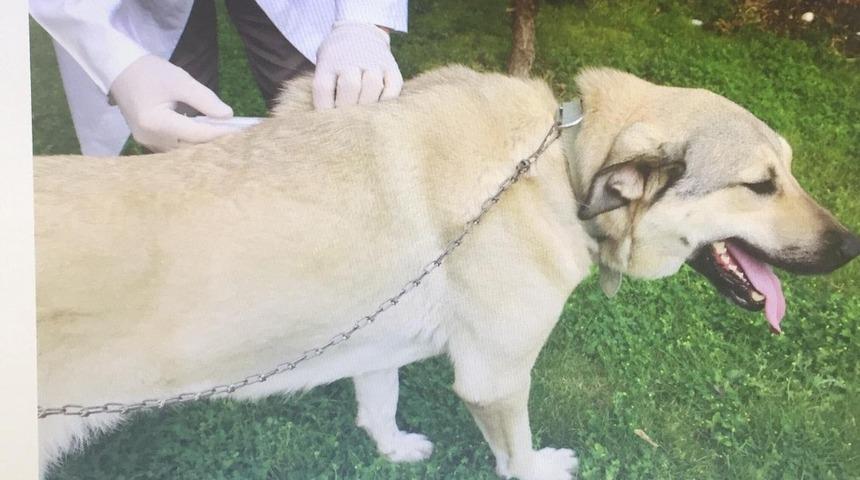 G&ouml;lbaşı Belediyesi sokak hayvanlarına sahip &ccedil;ıkıyor