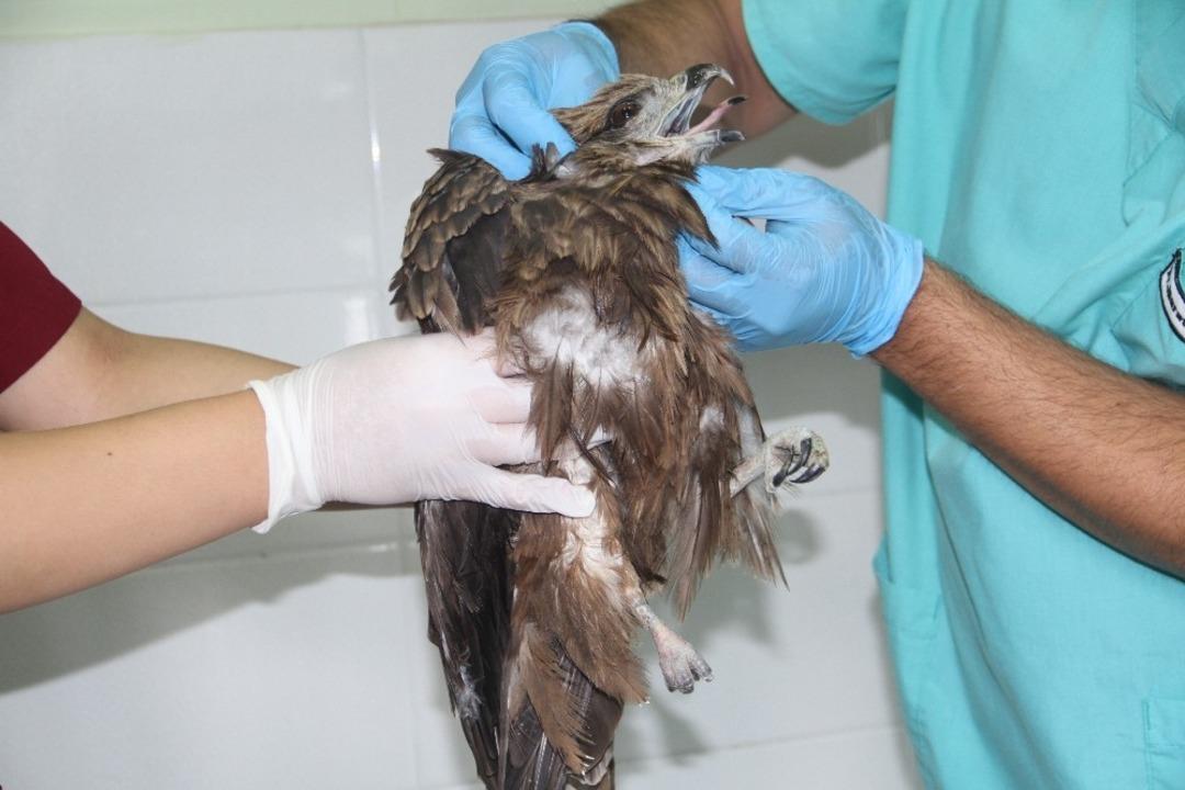 Bitkin d&uuml;şen şahin tedavi altına alındı