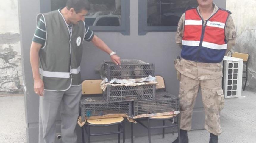 Ka&ccedil;ak keklik avlayan 2 kişiye 10 bin 348 TL idari para cezası kesildi