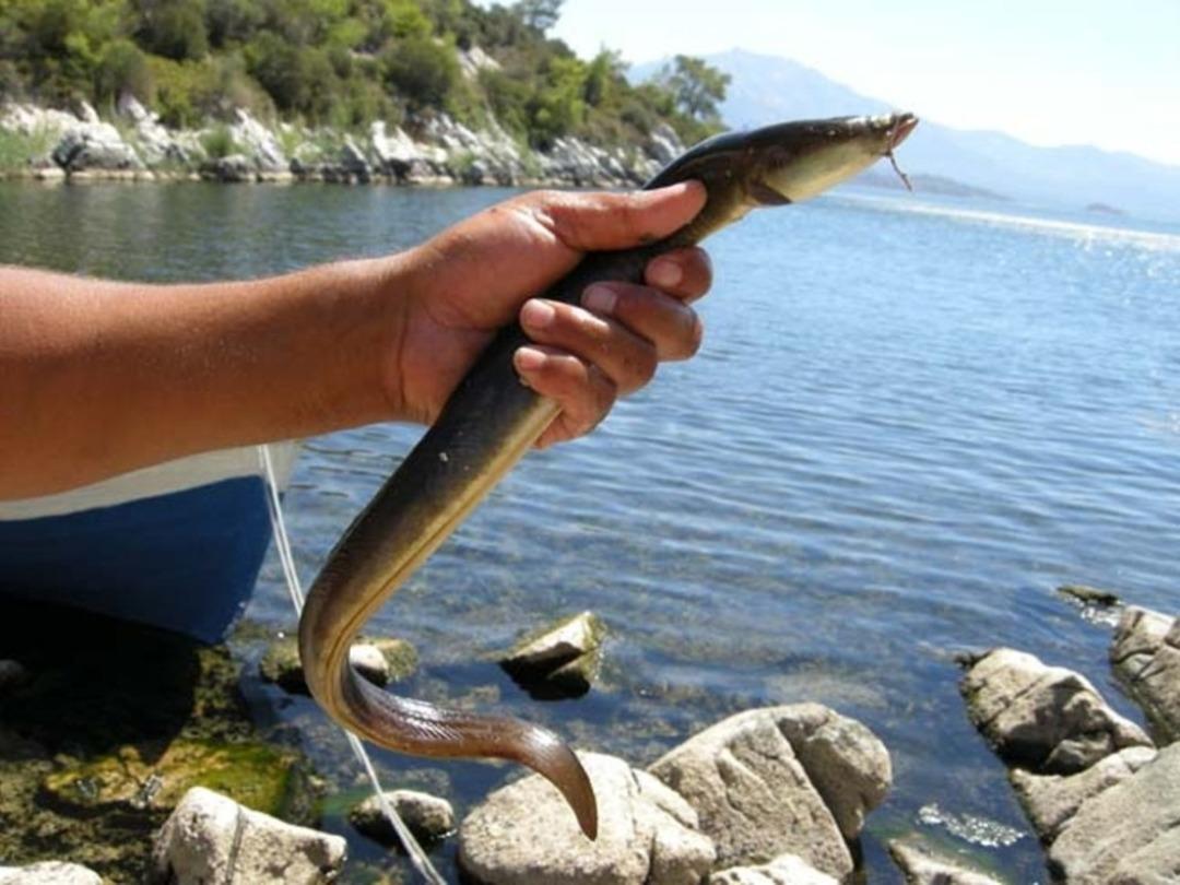 Meksika&rsquo;dan Bafa&rsquo;ya gizemli yolculuk