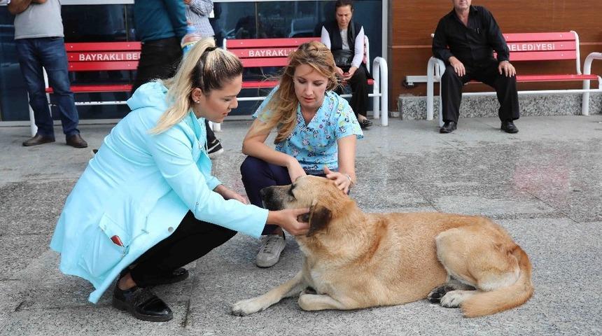 Bayraklı&rsquo;da sokak hayvanları sağlık kontrol&uuml;nden ge&ccedil;irildi